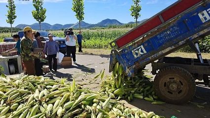 東高村鎮 復墾田里“金”滿地，三百余畝玉米迎豐收
